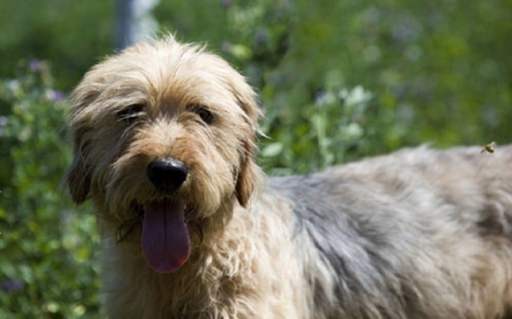 Bosnian Coarse-haired Hound Pictures